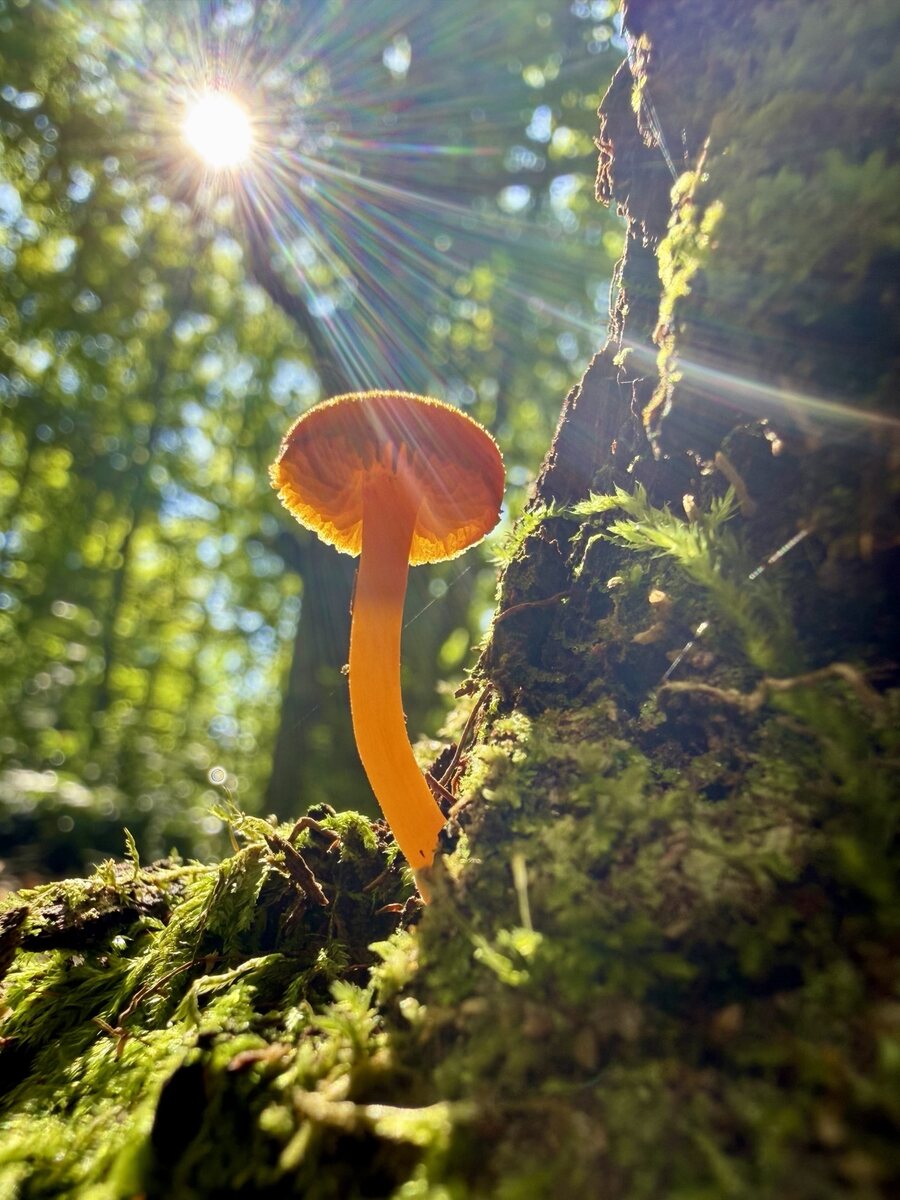 An orange mushroom illuminated by sunlight in the forest